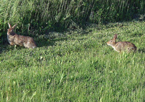 Spotting Image 1