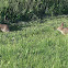 Eastern Cottontail Rabbit
