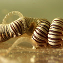 Spaghetti Worm
