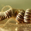 Spaghetti Worm
