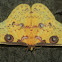 golden emperor moth