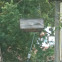 Carolina Wren