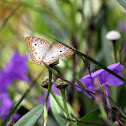 White Peacock Butterfly