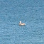 Brown pelican