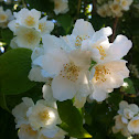 Jasmintræ
