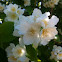 Jasmintræ