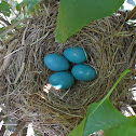 American Robin Nest