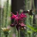 Ruby-throated Hummingbird