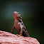 Western fence lizard