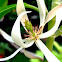 Magnolia Champaca