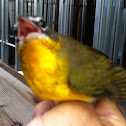 Yellow breasted chat
