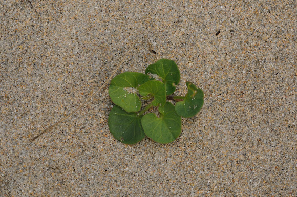 Spotting Image 1
