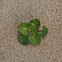 beach morning glory