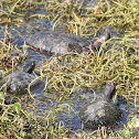 Red-eared Slider