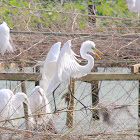 Great Egret