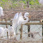 Great Egret
