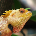 Garden Lizard