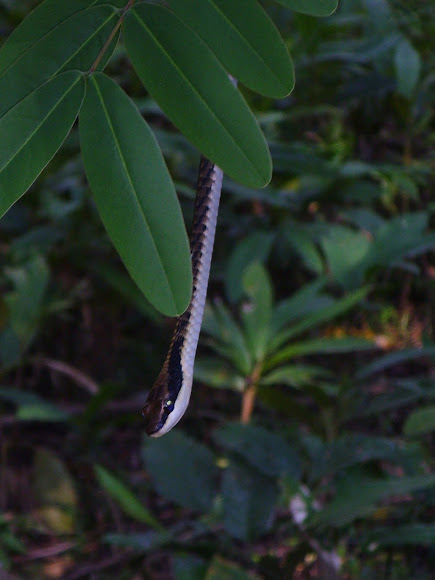 Spotting Image 1