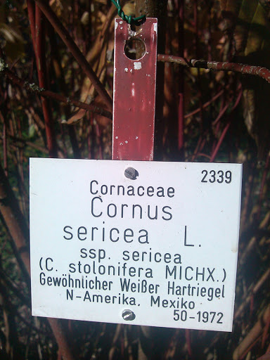 TÜBG - Cornus
