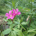 Lewis' Monkey Flower
