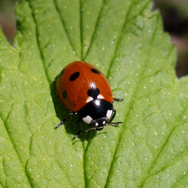 Seven-Spotted Ladybug | Project Noah