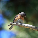 Western Bluebird