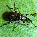 Weevil