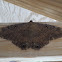 Black Witch Moth