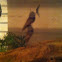 Snail