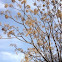 Agriaz, paraíso sombrilla, árbol del paraíso
