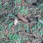 Pine cone
