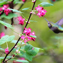 Anna's hummingbird