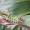 Saddleback caterpillar