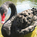 Black Swan