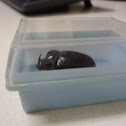 female rhinoceros beetle (preserved)