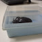 female rhinoceros beetle (preserved)