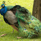 Pavo real