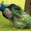 Pavo real