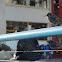 European Starling