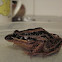 Striped marsh frog
