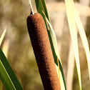 Common Cattail