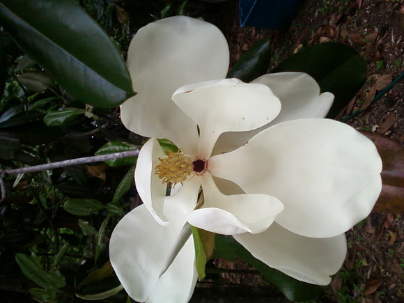 Spotting Image 1