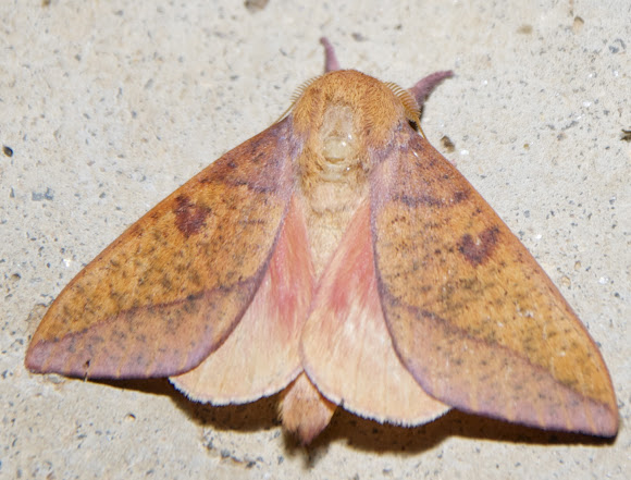 Spotting Image 1