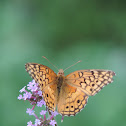 Variegated Fritillary Butterfly