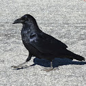 Common Raven