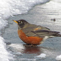 American Robin