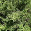Sargents juniper