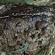 Western Toad