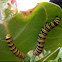 Monarch butterfly