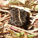 Oak Toad